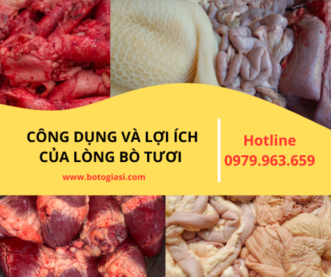 cong-dung-va-loi-ich-của-long-bo